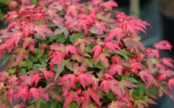 Beni Hime Dwarf Japanese Maple (Single Trunk Tree Form) - 7 Gallon Pot 17 Beni Hime Dwarf Japanese Maple (Single Trunk Tree Form) - 7 Gallon Pot -Wilson Bros Garden acer palmatum beni hime japanese maple 22 1