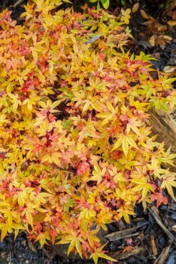 Beni Hime Dwarf Japanese Maple (Single-Trunk Tree Form) - 1 Gallon Pot -Wilson Bros Garden acer palmatum beni hime japanese maple 32 1