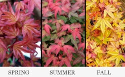 Beni Hime Dwarf Japanese Maple (Single Trunk Tree Form) - 7 Gallon Pot 15 Beni Hime Dwarf Japanese Maple (Single Trunk Tree Form) - 7 Gallon Pot -Wilson Bros Garden acer palmatum beni hime japanese maple 34