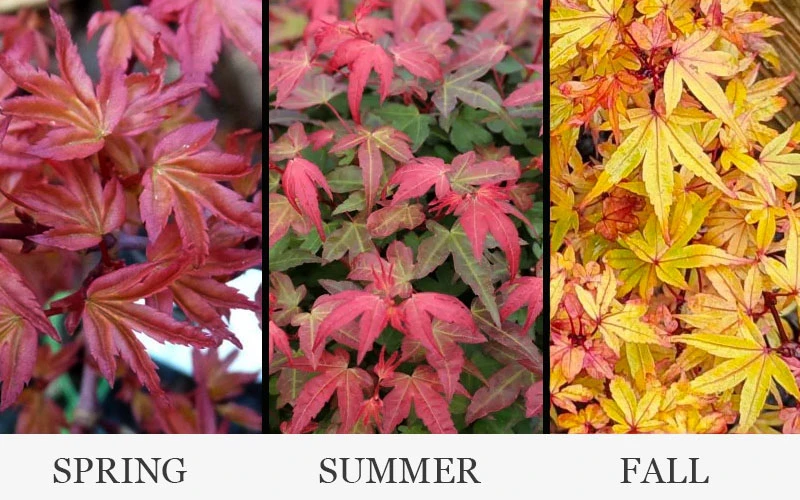 Beni Hime Dwarf Japanese Maple (Single Trunk Tree Form) - 7 Gallon Pot 6 Beni Hime Dwarf Japanese Maple (Single Trunk Tree Form) - 7 Gallon Pot - Image 4