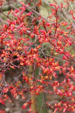 Beni Hime Dwarf Japanese Maple (Single-Trunk Tree Form) - 1 Gallon Pot -Wilson Bros Garden acer palmatum beni hime japanese maple 5 2