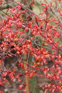 Beni Hime Dwarf Japanese Maple - 3 Gallon Pot -Wilson Bros Garden acer palmatum beni hime japanese maple 5