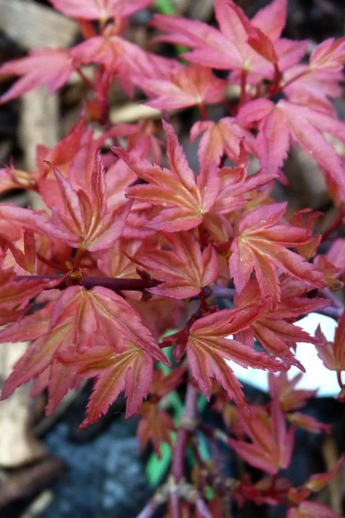 Beni Hime Dwarf Japanese Maple (Single Trunk Tree Form) - 7 Gallon Pot 7 Beni Hime Dwarf Japanese Maple (Single Trunk Tree Form) - 7 Gallon Pot - Image 5
