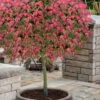 Beni Hime Dwarf Japanese Maple (Single Trunk Tree Form) - 7 Gallon Pot 2 Beni Hime Dwarf Japanese Maple (Single Trunk Tree Form) - 7 Gallon Pot -Wilson Bros Garden acer palmatum beni hime japanese maple tree form 31
