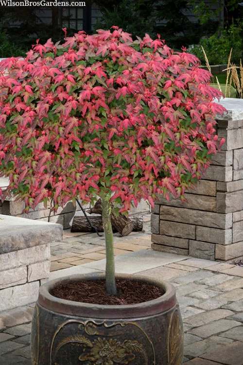 Beni Hime Dwarf Japanese Maple (Single Trunk Tree Form) - 7 Gallon Pot 3 Beni Hime Dwarf Japanese Maple (Single Trunk Tree Form) - 7 Gallon Pot