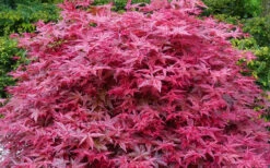 Beni Maiko Red Dancing Girl Japanese Maple - 5 Gallon Pot -Wilson Bros Garden acer palmatum beni maiko japanese maple 2 2