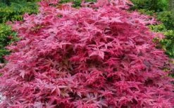 'Beni Maiko' Red Dancing Girl Japanese Maple - 2 Gallon Pot -Wilson Bros Garden acer palmatum beni maiko japanese maple 2