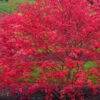 Beni Maiko Red Dancing Girl Japanese Maple - 3 Gallon Pot