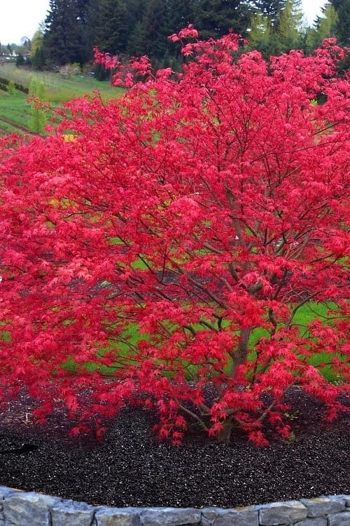 'Beni Maiko' Red Dancing Girl Japanese Maple - 5 Gallon Pot 3 'Beni Maiko' Red Dancing Girl Japanese Maple - 5 Gallon Pot
