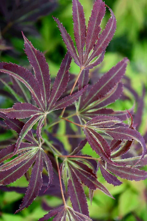 Beni Shi En Purple Smoke Japanese Maple - 3 Gallon Pot 3 Beni Shi En Purple Smoke Japanese Maple - 3 Gallon Pot