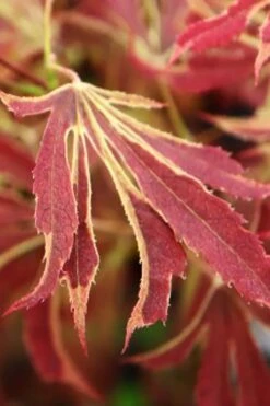 'Beni Shi En' Purple Smoke Japanese Maple - 3 Gallon Pot -Wilson Bros Garden acer palmatum beni shi en japanese maple tree 15