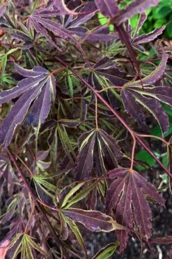 'Beni Shi En' Purple Smoke Japanese Maple - 3 Gallon Pot -Wilson Bros Garden acer palmatum beni shi en japanese maple tree 20
