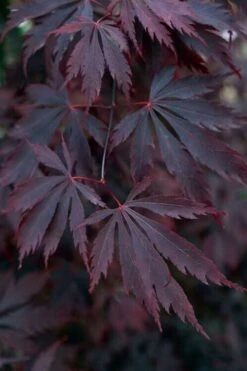 Black Lace Japanese Maple - 6 Gallon Pot -Wilson Bros Garden acer palmatum black lace japanese maple 1