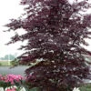 Black Lace Japanese Maple - 6 Gallon Pot -Wilson Bros Garden acer palmatum black lace japanese maple 2