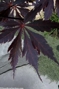 Black Lace Japanese Maple - 6 Gallon Pot -Wilson Bros Garden acer palmatum black lace japanese maple 3