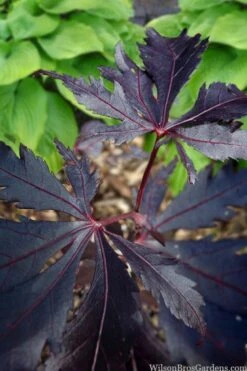 Black Lace Japanese Maple - 6 Gallon Pot -Wilson Bros Garden acer palmatum black lace japanese maple 5