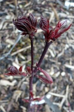 Black Lace Japanese Maple - 6 Gallon Pot -Wilson Bros Garden acer palmatum black lace japanese maple 8