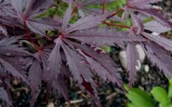 Black Lace Japanese Maple - 6 Gallon Pot -Wilson Bros Garden acer palmatum black lace japanese maple 9