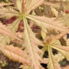 Blonde Beauty Japanese Maple - 3 Gallon Pot (4-5') 1 Blonde Beauty Japanese Maple - 3 Gallon Pot (4-5') -Wilson Bros Garden acer palmatum blonde beauty japanese maple 1 1