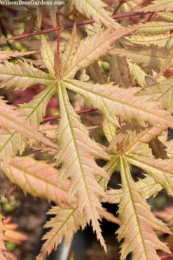 Blonde Beauty Japanese Maple - 3 Gallon Pot (4-5')