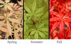 Blonde Beauty Japanese Maple - 3 Gallon Pot (4-5') -Wilson Bros Garden acer palmatum blonde beauty japanese maple 2 1