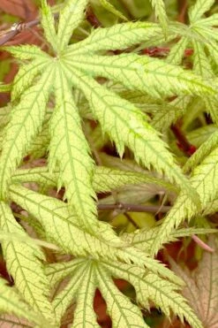 Blonde Beauty Japanese Maple - 3 Gallon Pot -Wilson Bros Garden acer palmatum blonde beauty japanese maple 3 2