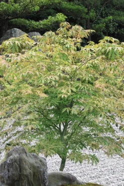 Blonde Beauty Japanese Maple - 3 Gallon Pot (4-5') -Wilson Bros Garden acer palmatum blonde beauty japanese maple 5 1