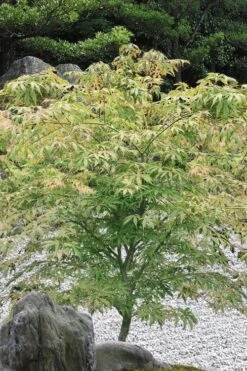 Blonde Beauty Japanese Maple - 3 Gallon Pot -Wilson Bros Garden acer palmatum blonde beauty japanese maple 5 2