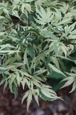 Butterfly Japanese Maple - 7 Gallon Pot 15 Butterfly Japanese Maple - 7 Gallon Pot -Wilson Bros Garden acer palmatum butterfly japanese maple 101