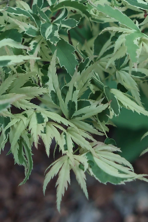 Butterfly Japanese Maple - 7 Gallon Pot 11 Butterfly Japanese Maple - 7 Gallon Pot - Image 9
