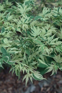 Butterfly Japanese Maple - 2 Gallon Pot (4-5') -Wilson Bros Garden acer palmatum butterfly japanese maple 103 6