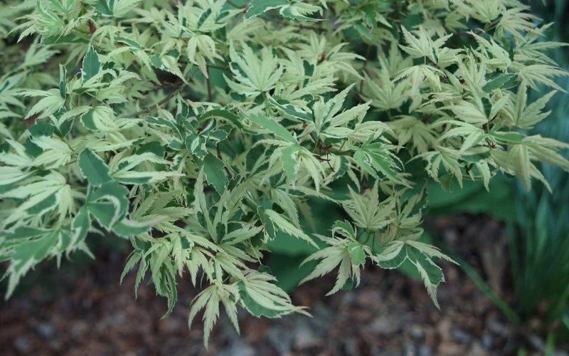 Butterfly Japanese Maple - 3 Gallon Pot 8 Butterfly Japanese Maple - 3 Gallon Pot - Image 6