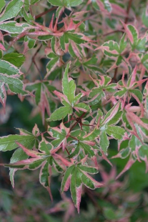 Butterfly Japanese Maple - 2.5 Quart Pot 6 Butterfly Japanese Maple - 2.5 Quart Pot - Image 4