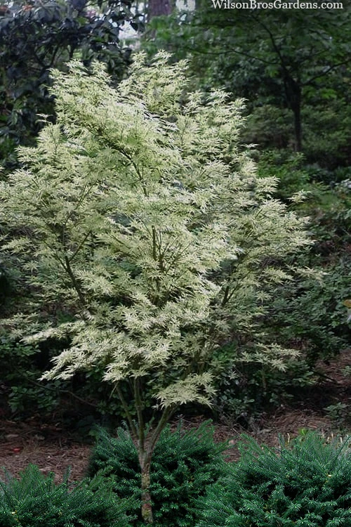 Butterfly Japanese Maple - 7 Gallon Pot 3 Butterfly Japanese Maple - 7 Gallon Pot