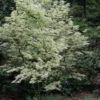 Butterfly Japanese Maple - 2 Gallon Pot (4-5') -Wilson Bros Garden acer palmatum butterfly japanese maple 108 6