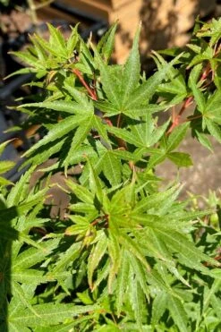 Corvallis Broom Dwarf Coral Bark Japanese Maple - 3 Gallon Pot -Wilson Bros Garden acer palmatum corvallis broom dwarf coral bark japanese maple 3