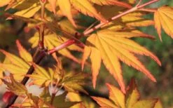 Spring Orange Japanese Maple (Acer Palmatum 'Daidai Haru) - 3 Gallon Pot -Wilson Bros Garden acer palmatum daidai haru spring orange japanese maple 5