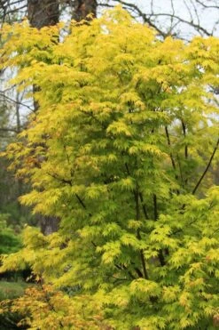 Spring Orange Japanese Maple (Acer Palmatum 'Daidai Haru) - 3 Gallon Pot -Wilson Bros Garden acer palmatum daidai haru spring orange japanese maple 7