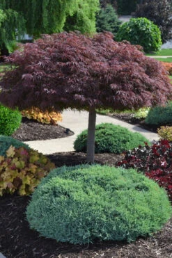 Crimson Queen Dwarf Japanese Maple (High Graft Tree Form) - 3 Gallon Pot -Wilson Bros Garden acer palmatum dissectum crimson queen high graft tree form formal 2