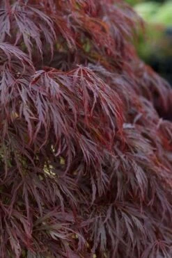 Crimson Queen Dwarf Japanese Maple (High Graft Tree Form) - 2 Gallon Pot -Wilson Bros Garden acer palmatum dissectum crimson queen leaves
