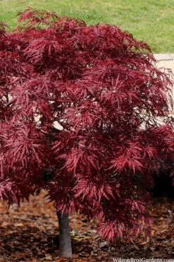 Red Dragon Dwarf Japanese Maple - 3 Gallon Pot -Wilson Bros Garden acer palmatum dissectum red dragon japanese maple 201