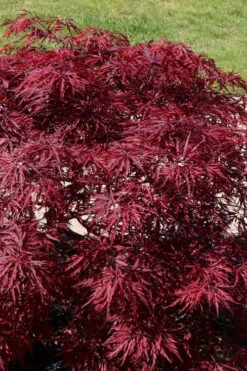 Red Dragon Dwarf Japanese Maple - 3 Gallon Pot -Wilson Bros Garden acer palmatum dissectum red dragon japanese maple 204