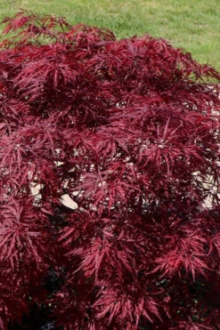 Red Dragon Dwarf Japanese Maple (High Graft) - 3 Gallon Pot (30-36") -Wilson Bros Garden acer palmatum dissectum red dragon japanese maple 205 2
