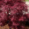 Red Dragon Dwarf Japanese Maple (High Graft) - 3 Gallon Pot (30-36") -Wilson Bros Garden acer palmatum dissectum red dragon japanese maple 206 2