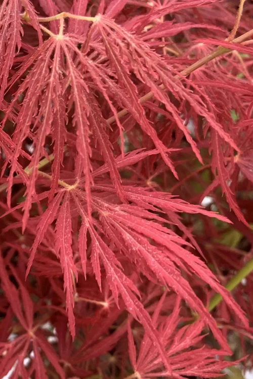 Victoria Red Sensation Weeping Japanese Maple - 3 Gallon Pot 6 Victoria Red Sensation Weeping Japanese Maple - 3 Gallon Pot - Image 4