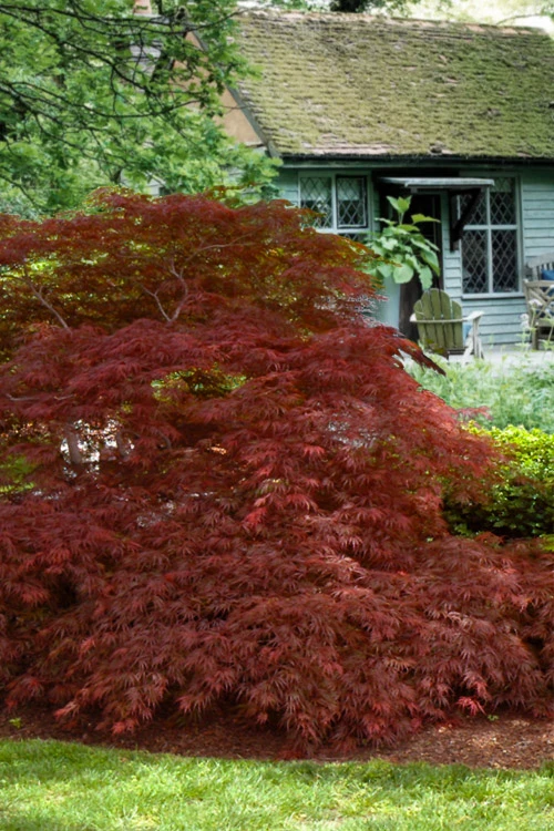 Victoria Red Sensation Weeping Japanese Maple - 3 Gallon Pot 8 Victoria Red Sensation Weeping Japanese Maple - 3 Gallon Pot - Image 6