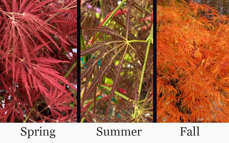 Victoria Red Sensation Weeping Japanese Maple - 3 Gallon Pot 7 Victoria Red Sensation Weeping Japanese Maple - 3 Gallon Pot - Image 5