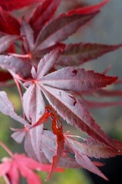 Dragon Tears Japanese Maple - 3 Gallon Pot -Wilson Bros Garden acer palmatum dragon tears japanese maple 1