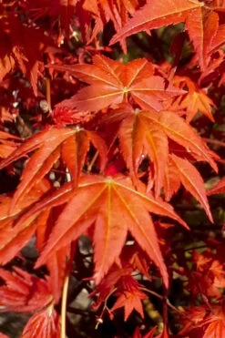 Dragon Tears Japanese Maple - 3 Gallon Pot -Wilson Bros Garden acer palmatum dragon tears japanese maple 7