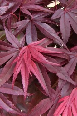 Emperor 1 Japanese Maple - 5 Gallon Pot (6-7') -Wilson Bros Garden acer palmatum emperor 1 japanese maple 20 1